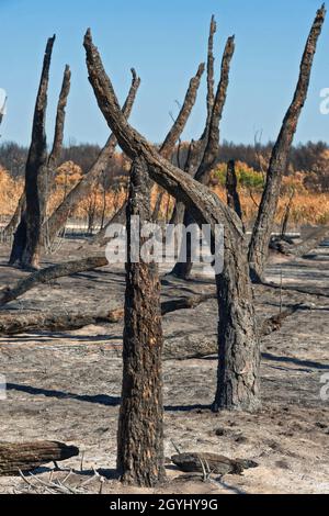 Campomarino (CB),Regione Molise,Italia:cosa rimane dopo l'incendio della pineta, avvenuto nell'agosto 2021, sulla costa di Campomarino Lido (CB). Foto Stock