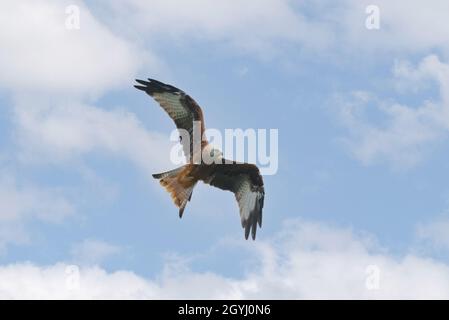 Red Kites che volano su terreni agricoli nello Yorkshire Foto Stock