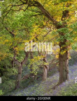 Bluebells a Sonley Wood Foto Stock