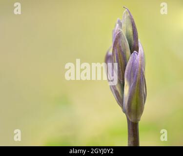 Primo piano del giovane bluebell Foto Stock