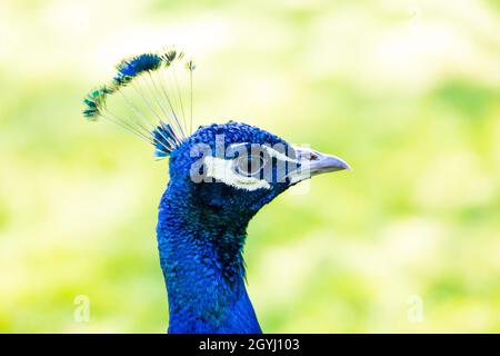 Testa di pavone indiano blu iridescente, Phasianidae Pavoninae, su sfondo verde chiaro Foto Stock