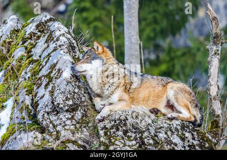 Lupo (Canis lupus, noto anche come lupo grigio o lupo grigio, adagiato su una roccia. Foto Stock