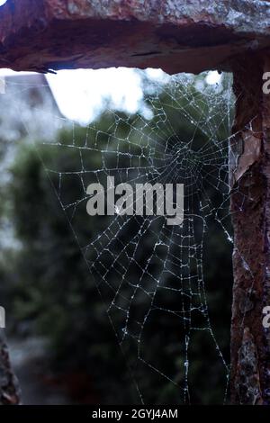 Spiderweb rotto su una recinzione Foto Stock