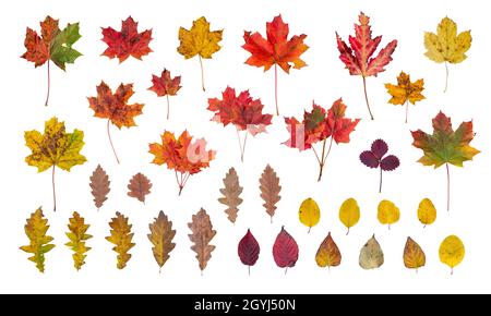 Foglie autunnali isolate di diverse dimensioni, forme e colori Foto Stock