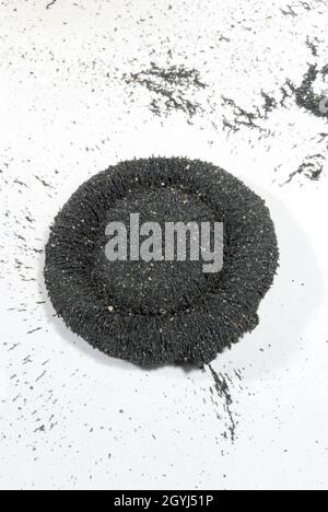 Magnete circolare con particelle di ferro su sfondo bianco. Foto Stock