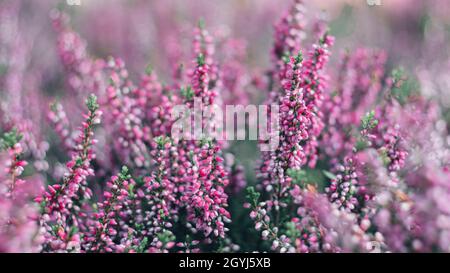 Fiore viola e rosa fiori di erica Calluna vulgaris primo piano-up fotografia Foto Stock