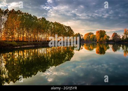 La splendida luce del tramonto brilla attraverso una fila di pioppi sulla riva del po nei pressi di Carignano, in Piemonte Foto Stock