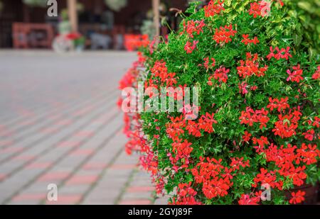 Fiori in una pentola per il disegno del cortile. Foto Stock