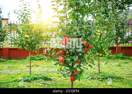 Le mele sono appese sull'albero. Foto Stock
