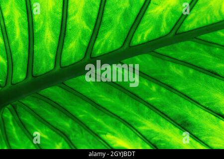 Primo piano dettaglio di una foglia verde di pianta tropicale da sotto. Mostra la cresta centrale e le 'nervature' irradianti. Foto Stock