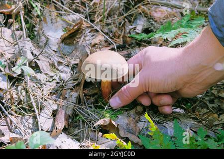 Raccolta di funghi forestali. Fungo con cappuccio marrone in mano maschio. Natura di soleggiato autunno foresta. Foto Stock