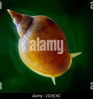 Vista superiore di un nuoto comune laghetto lumaca (Lymnaea stagnalis) Foto Stock