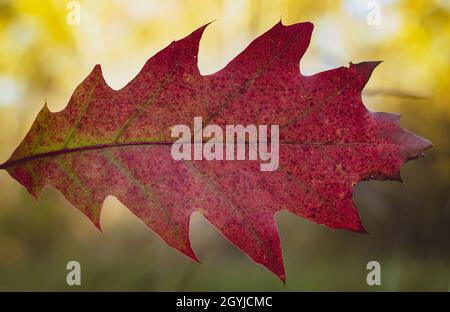 Foglia di quercia rossa appesa dall'alto su sfondo di foresta verde sfocato Foto Stock