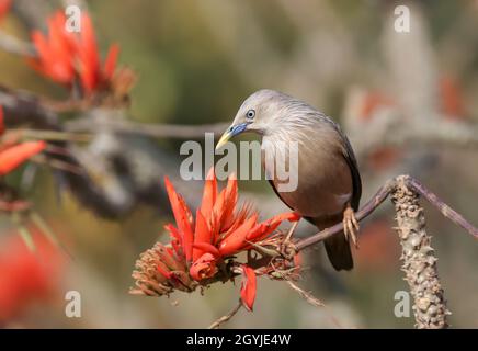 Foto d'inventario con coda di castagno e stellante ritratto. Foto Stock