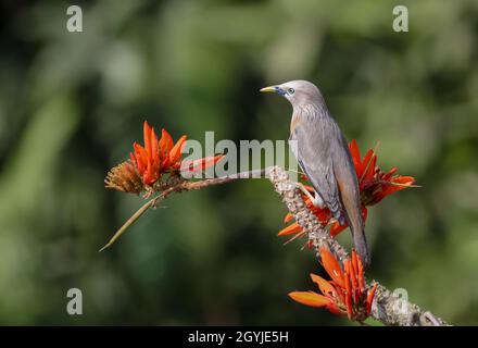 Foto d'inventario con coda di castagno e stellante ritratto. Foto Stock