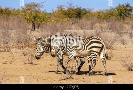 Zebre montane di Hartmann nella Namibia settentrionale Foto Stock