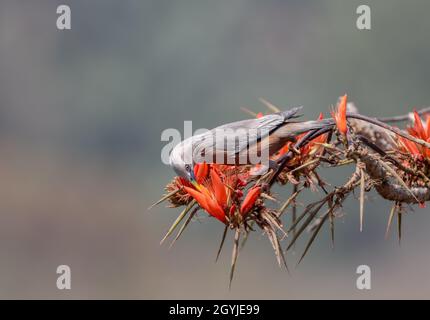 Foto d'inventario con coda di castagno e stellante ritratto. Foto Stock