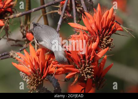 Foto d'inventario con coda di castagno e stellante ritratto. Foto Stock