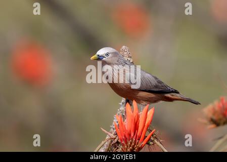 Foto d'inventario con coda di castagno e stellante ritratto. Foto Stock