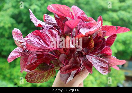 Mazzo di Spinaci rossi freschi di colore vibrante o in mano contro la foliazione verde sfocata Foto Stock