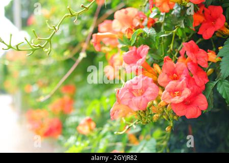 Fiore rosa della vite della tromba -radicans del campsis- sul muro in una giornata estiva soleggiata all'aperto Foto Stock