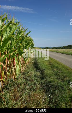 Strada e campo di mais a fine estate proprio prima del raccolto sotto un cielo blu al confine tedesco francese, Wellingen, Merzig, Saarland, Germania Foto Stock