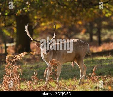 Il cervo si trova nei boschi autunnali alla fine di ottobre al Bradgate Deer Park, Newton Linford, Leicestershire, Inghilterra, Regno Unito Foto Stock