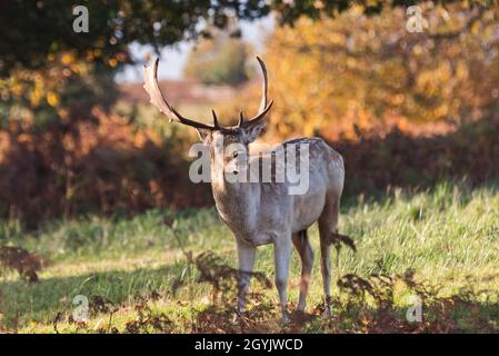 Il cervo si trova nei boschi autunnali alla fine di ottobre al Bradgate Deer Park, Newton Linford, Leicestershire, Inghilterra, Regno Unito Foto Stock