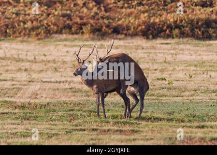 Due giovani cervi rossi all'aperto a Bradgate Deer Park, Newton Linford, Leicestershire, Inghilterra, Regno Unito Foto Stock