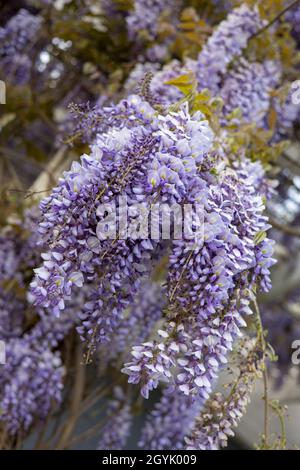 Racemi viola pendolari fiori di Wisteria Foto Stock