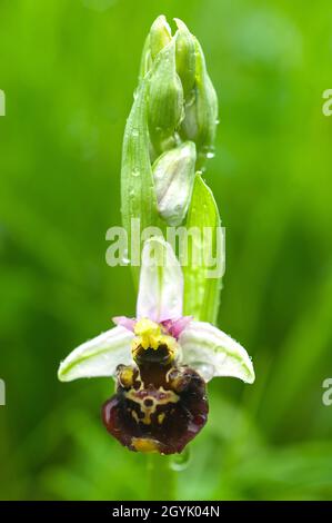 Ophrys holoserica ragnatela-orchidea tardiva ricoperta di gocce di pioggia Foto Stock