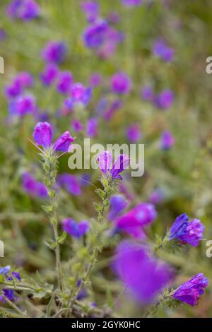 delicati fiori rosa purply Foto Stock