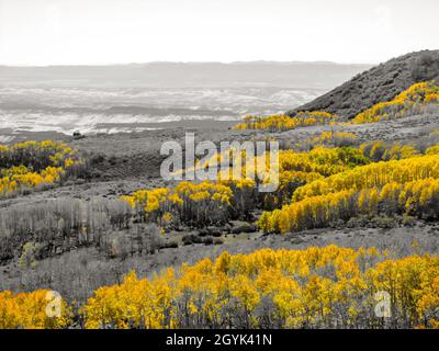 Bianco nero e giallo colore accento foto di diverse colonie di Aspen nella Dixie National Forest, Utah USA Foto Stock