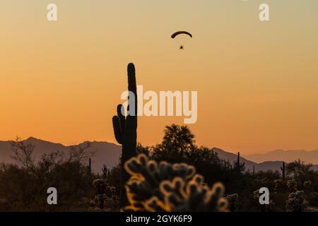 Un paracadute o PPC alimentato vola vicino a Quartzsite, Arizona al tramonto con il cactus saguaro in primo piano. Foto Stock