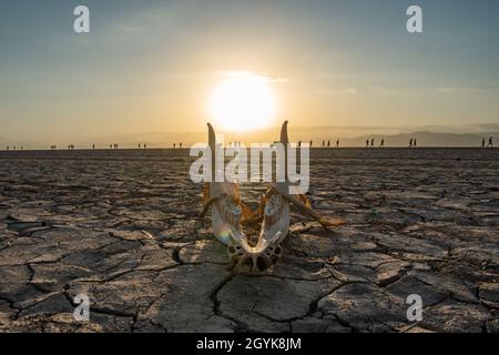 I resti di un animale giogo giace sul terreno come partecipanti alla corsa Grand Bara nel deserto del Grand Bara, Gibuti, 15 gennaio 2020. La corsa unica, tenuta dalle forze francesi Gibuti annualmente, ha riunito circa 1,500 membri della coalizione così come i civili dagli Stati Uniti, Francia, Gibuti, Spagna, Italia, E la Germania. (STATI UNITI Air Force foto di Tech. SGT. Ashley Nicole Taylor) Foto Stock