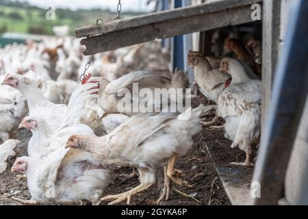 unità di pollame da campo libero Foto Stock