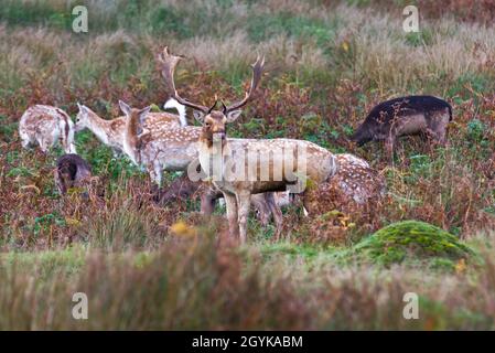 I cervi di fava si sputano e si nutrono nei boschi autunnali alla fine di ottobre al Bradgate Deer Park, Newton Linford, Leicestershire, Inghilterra, Regno Unito Foto Stock