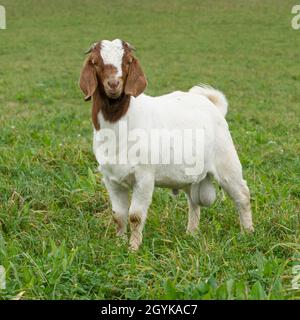 Capra capra Boer in piedi in un campo Foto Stock