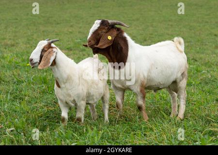 Maschio Boer Goat bambini Foto Stock