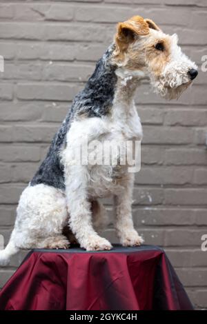 Ritratto di felice Fox Terrier Dog guardando in Camera e sorridendo su uno sgabello rosso contro un marrone mattone sfondo, vista frontale. Foto di alta qualità Foto Stock