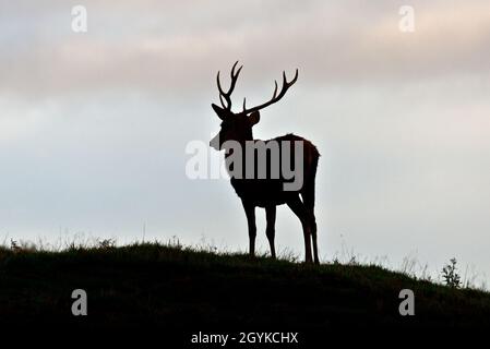 Un cervo rosso soleggiato che si staglia e si staglia sullo skyline del Bradgate Deer Park, Newton Linford, Leicestershire, Inghilterra, Regno Unito, Nel mese di ottobre. Foto Stock
