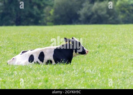 Mucca Friesiana Holstein sdraiata in un prato scozzese Foto Stock