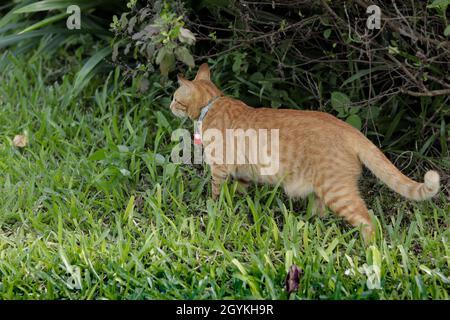 Un gatto arancione che indossa un colletto blu e una campana rossa. In piedi sull'erba verde nel giardino e guardando qualcosa davanti Foto Stock