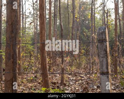 Recinzione di filo spinato che racchiude la siccità e la piantagione di teak in crescita Foto Stock