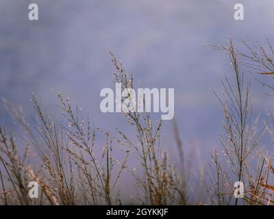 Erba fiori flutter nel vento Foto Stock