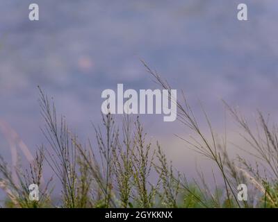 Erba fiori flutter nel vento Foto Stock