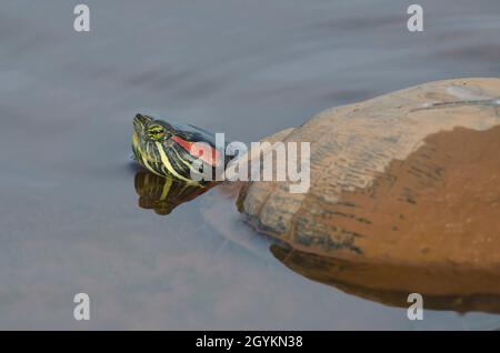 Cursore dalle orecchie rosse, Trachemys scripta elegans, nuoto con la testa sollevata Foto Stock