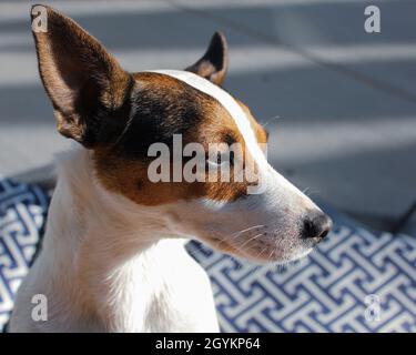 Ritratto soleggiato di un giovane cane Jack Russell Terrier Foto Stock