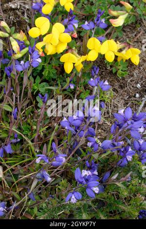 Fiori di vedova intorno a Loch Doon, Ayshire meridionale confinante con Dumfries & Galloway, Scozia Foto Stock