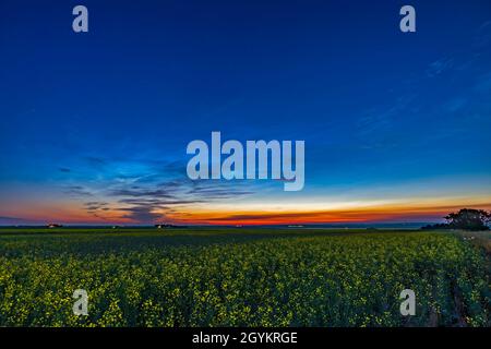 Un mix di nubi noctilucent con nubi troposferiche al crepuscolo su un campo di canola in maturazione, 8 luglio 2021. Si tratta di un'esposizione singola con il C Foto Stock